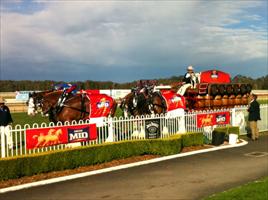 Carlton Mid Clydesdales... Wyong Cup Day