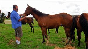 David Russo inspecting his yearling at Lomar Park Stud