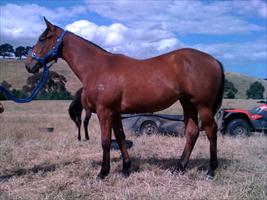 Fastnet Rock x Legally Bay filly at Makybe