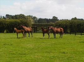 The Lion's Roar with her High Chaparral colt and Triassic with her High Chaparral colt ( So You Thinks full brother )
