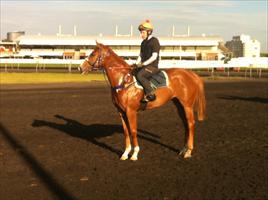 Exceed and Excel x Legally Bay filly at Rosehill ...