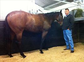 Steve looking at his Redoute's Choice filly...