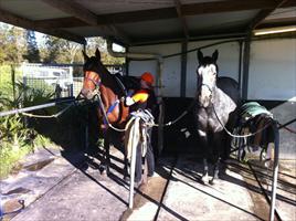 Subsequent and Zoot Suit at Coloundra farm getting ready for trackwork