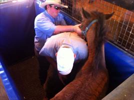 The farrier trimming up the foals feet