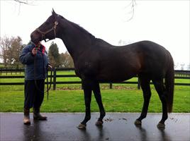 Waikato Studs stallion 'O'Rielly'
