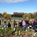 All Too Hard at the Vinery Stud Stallion Parade