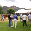 Inspecting Widdens 2011 Magic Millions Yearlings