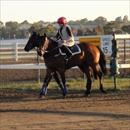 Horses about to be worked at Flemington