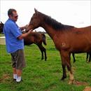 David Russo inspecting his yearling at Lomar Park Stud