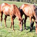 Entirely Platinum and Leebaz as yearlings in the paddock at Windsor Park Stud