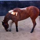 Fastnet Rock/Legally Bay filly having a roll in the sand