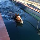Golden Slipper winner Mossfun enjoying her swim Has returned in fantastic order