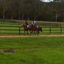 Horses working at Limitless Lodge