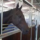 Maluckyday at the rosehill stables