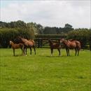 The Lion's Roar with her High Chaparral colt and Triassic with her High Chaparral colt ( So You Thinks full brother )