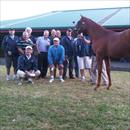Karaka 2011 Lot 490 Pentire x Foxy Blonde colt 'Group of very happy clients'