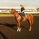 Exceed and Excel x Legally Bay filly at Rosehill ...