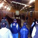 Inspecting yearlings inside Winsor Park Stud's yearling barn