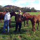 John with Adam White in the paddock with some Weanlings...