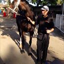 La Amistad after her outstanding performance at Warwick Farm !!!