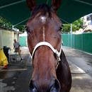 Leebaz after his outstanding 2nd place in the Doomben Cup 1st attempt 2000m 1st attempt at WFA