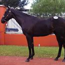 Inglis Easter Yearling Sale 2011 Lot 147 Lonhro x Another Time colt