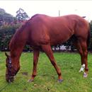 Magic Weekend enjoying a pick of grass Sunday morning after his Rosehill win