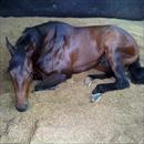 New stable star Moshe relaxing after a day at the races