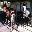 Subsequent and Zoot Suit at Coloundra farm getting ready for trackwork