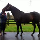 Waikato Studs stallion 'O'Rielly'
