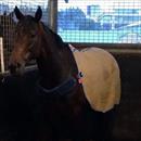 Zephyron after his practice session this morning preparing for his game this Saturday
