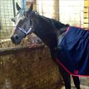 Zephyron this morning after his fabulous Doomben victory